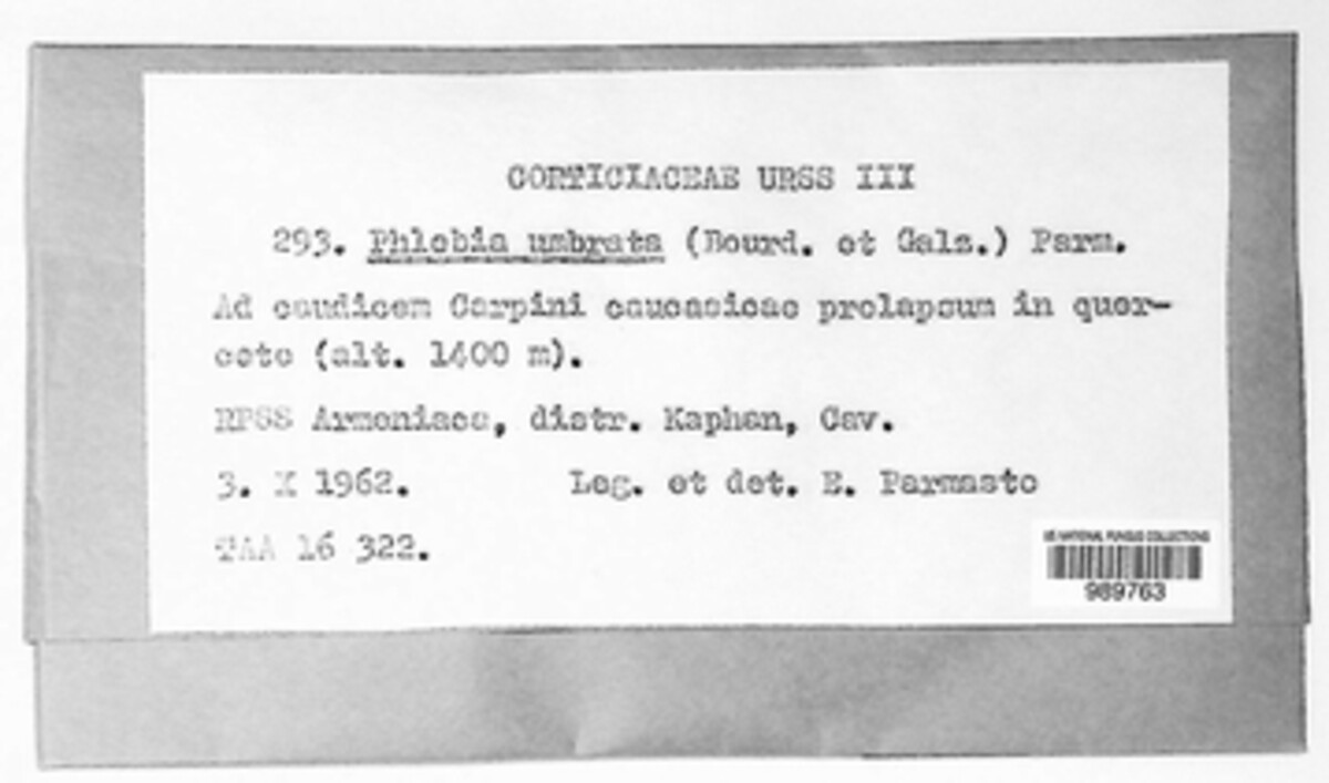 Efibulella deflectens image